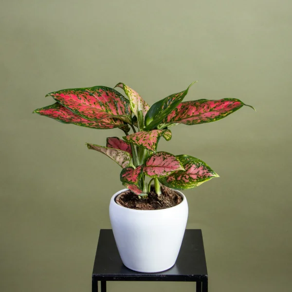 Аглаонема Споттед Стар