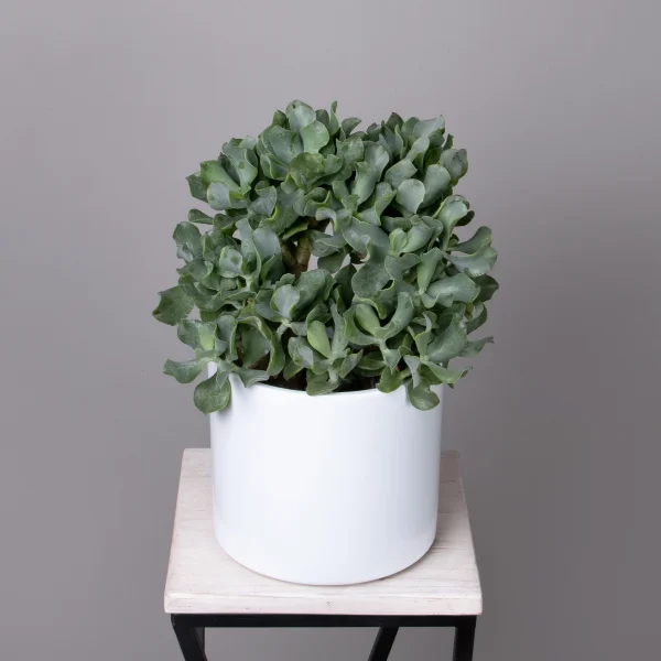 Крассула древовидная Керли_1