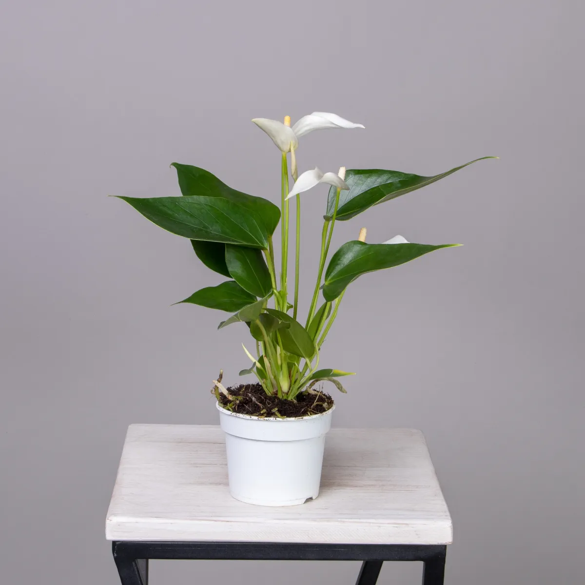 Антуриум андрианум Лилли белый_3