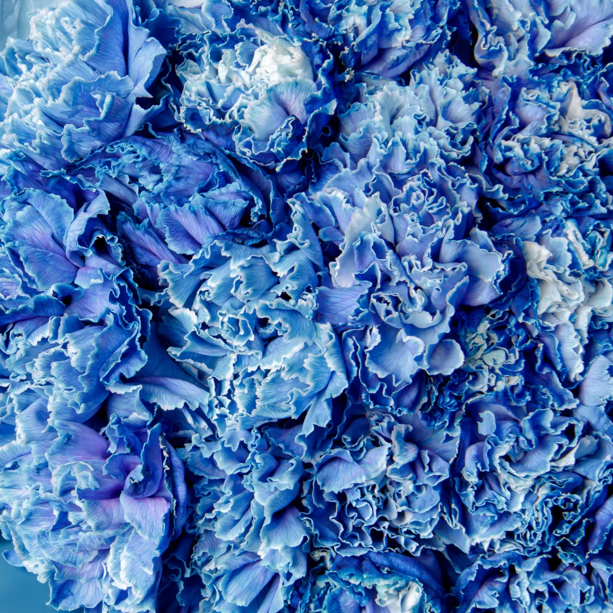 Букет Гвоздика "Тинтед Блу"_4