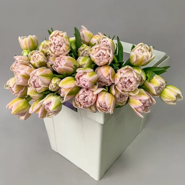 Тюльпан "Пинк Мистери"_1