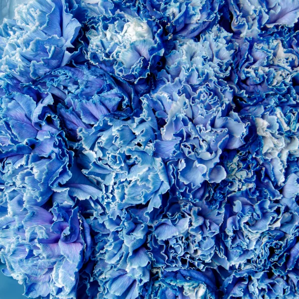 Букет Гвоздика "Тинтед Блу"_4