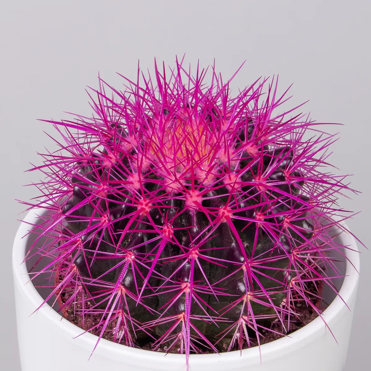 Эхинокактус Грузони крашеный микс_5