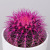 Эхинокактус Грузони крашеный микс_5