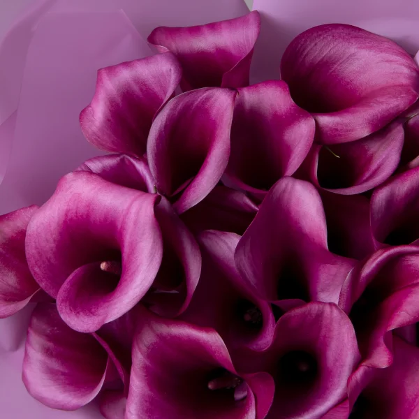 Букет Калла "Дурбан"_4