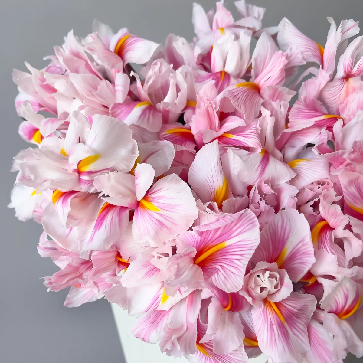 Ирис "Краш. Скарлет"_3