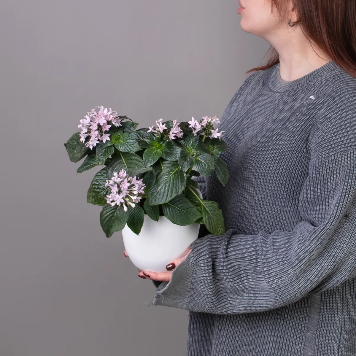 Пентас Лаванда_1