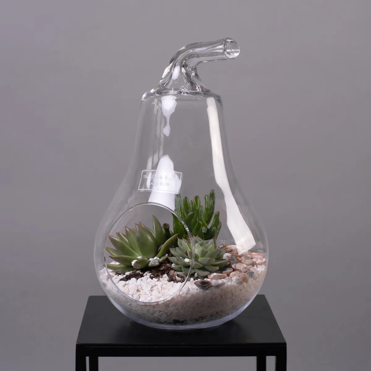 Суккулент Композиция в стекле Груша