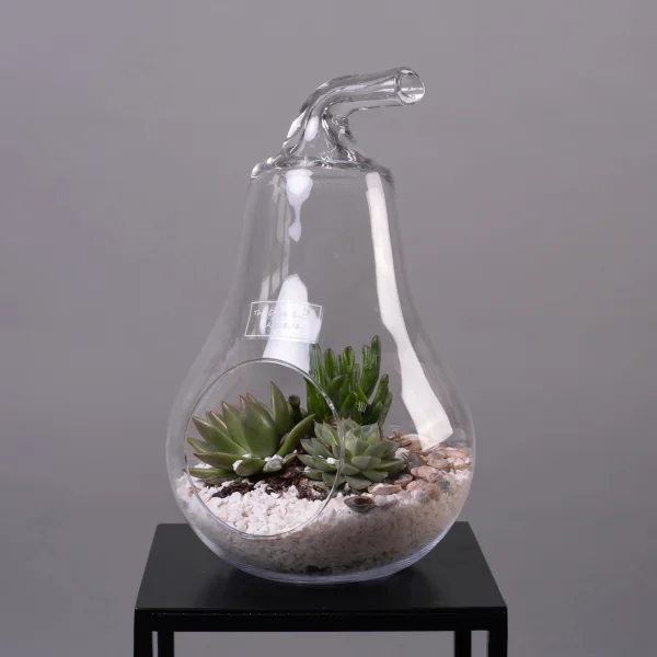 Суккулент Композиция в стекле Груша