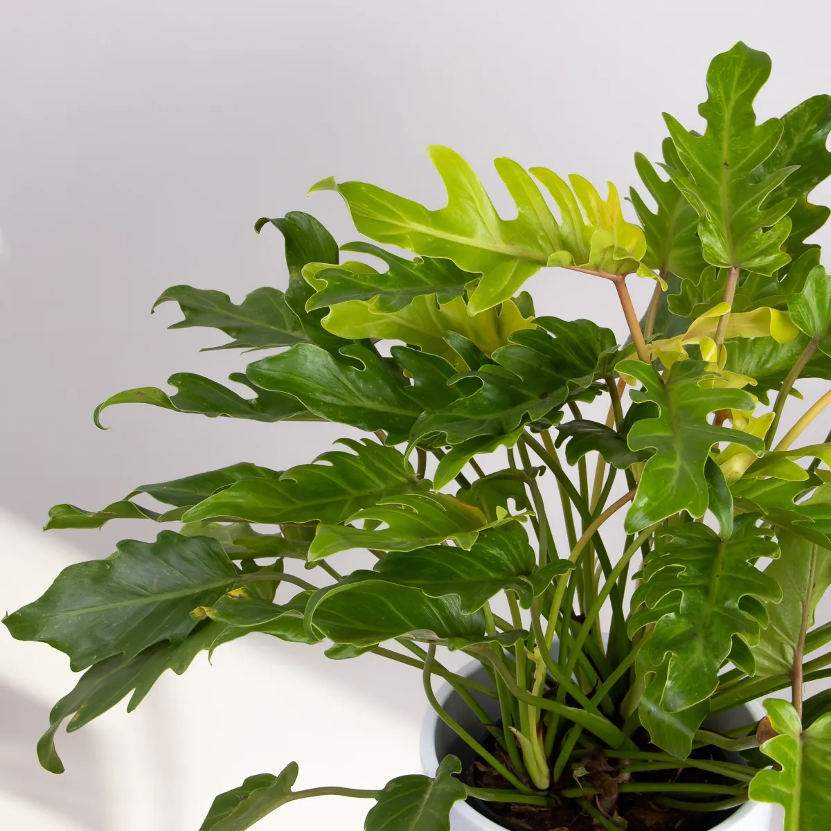 Филодендрон Ксанаду Голд_3