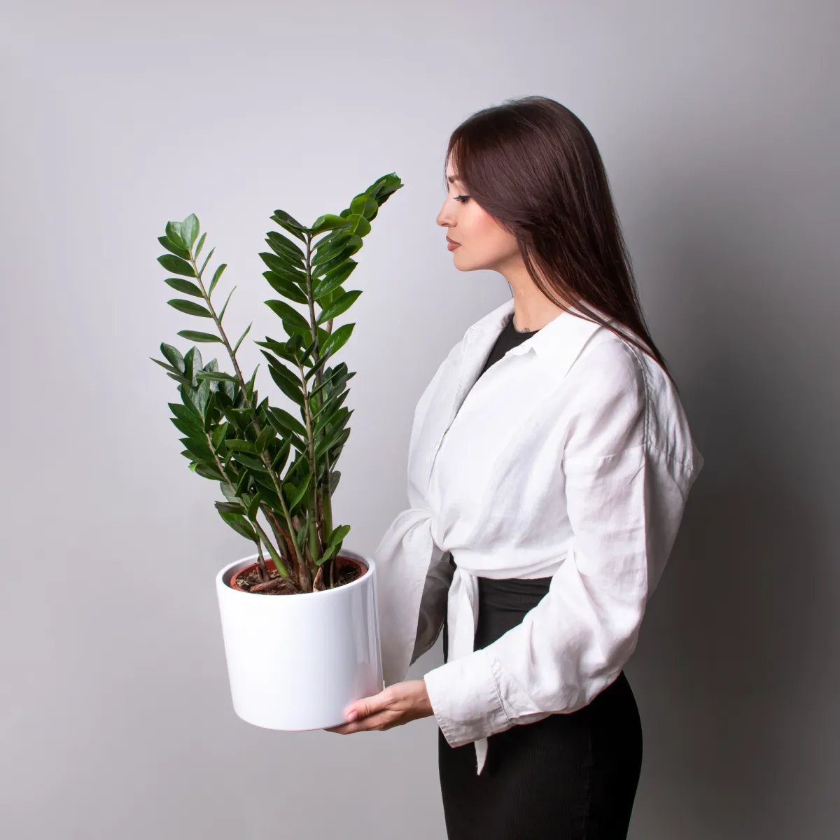 Замиокулкас_2