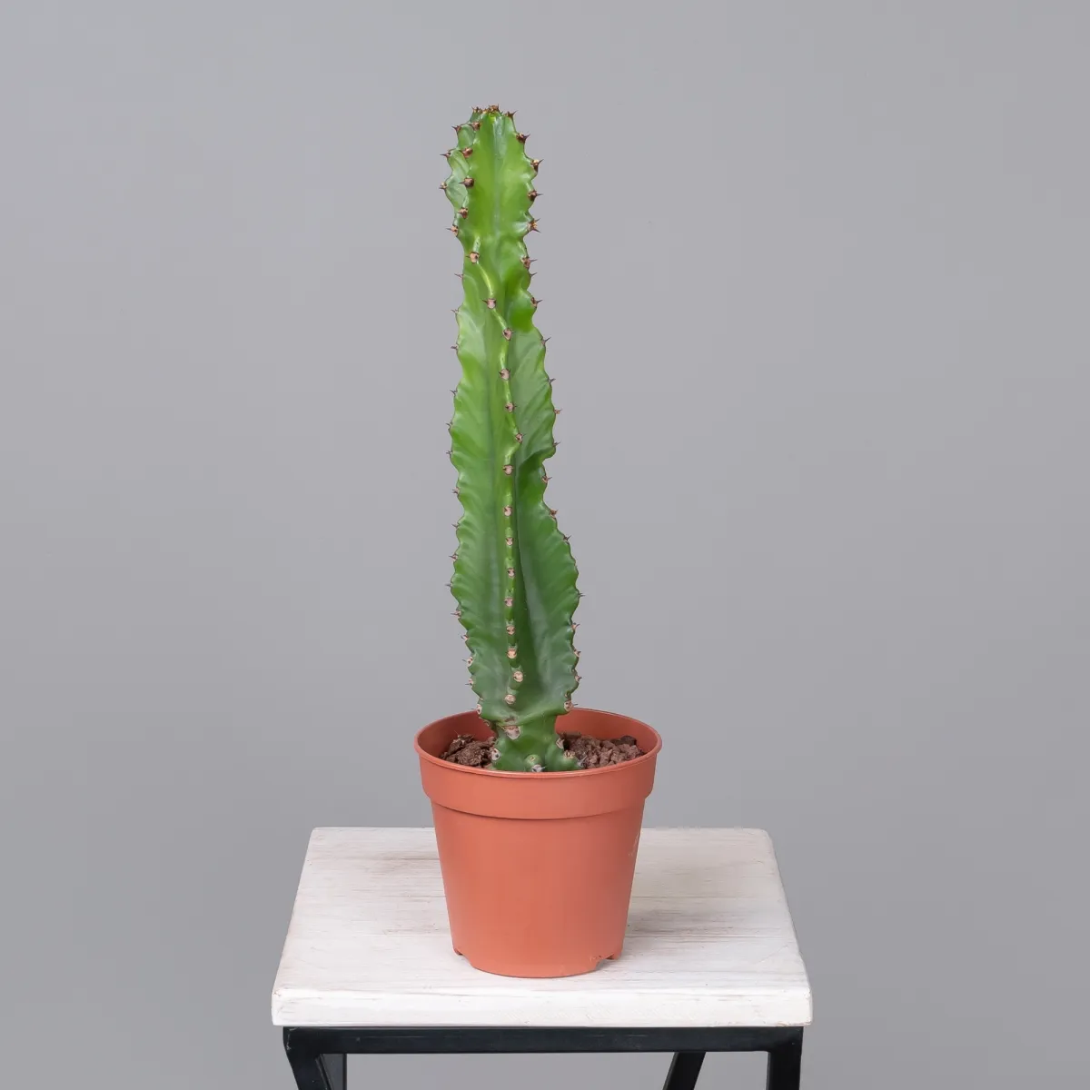 Опунция Консолея Рубесценс_4