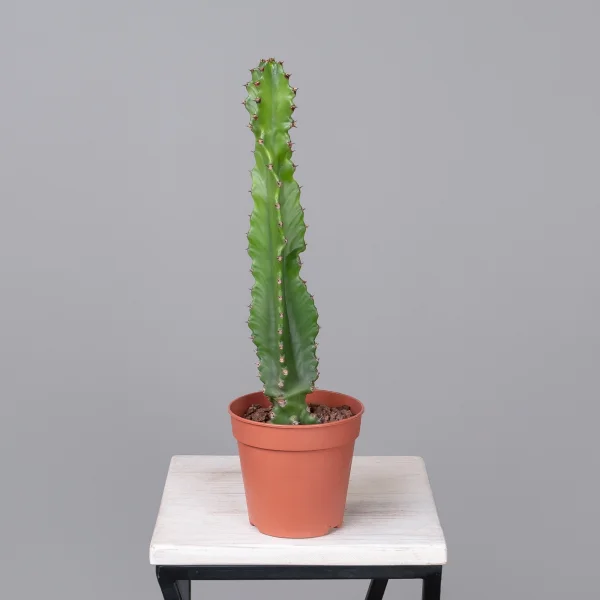 Опунция Консолея Рубесценс_4