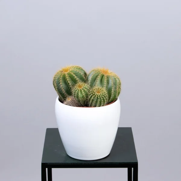 Эриокактус Вараси