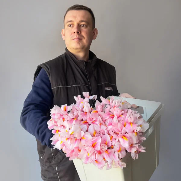 Ирис "Краш. Скарлет"_2