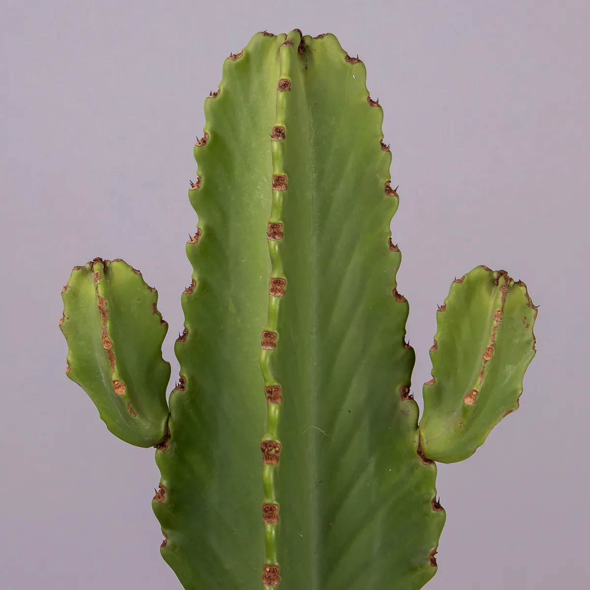 Эуфорбия Ингенс_3