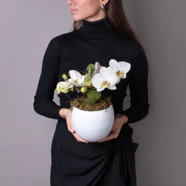 Фаленопсис Люкс Белый в белой керамике и в коробке_2
