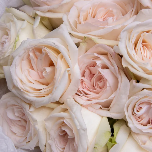 Букет Роза_пионовидная "Вайт О'Хара"