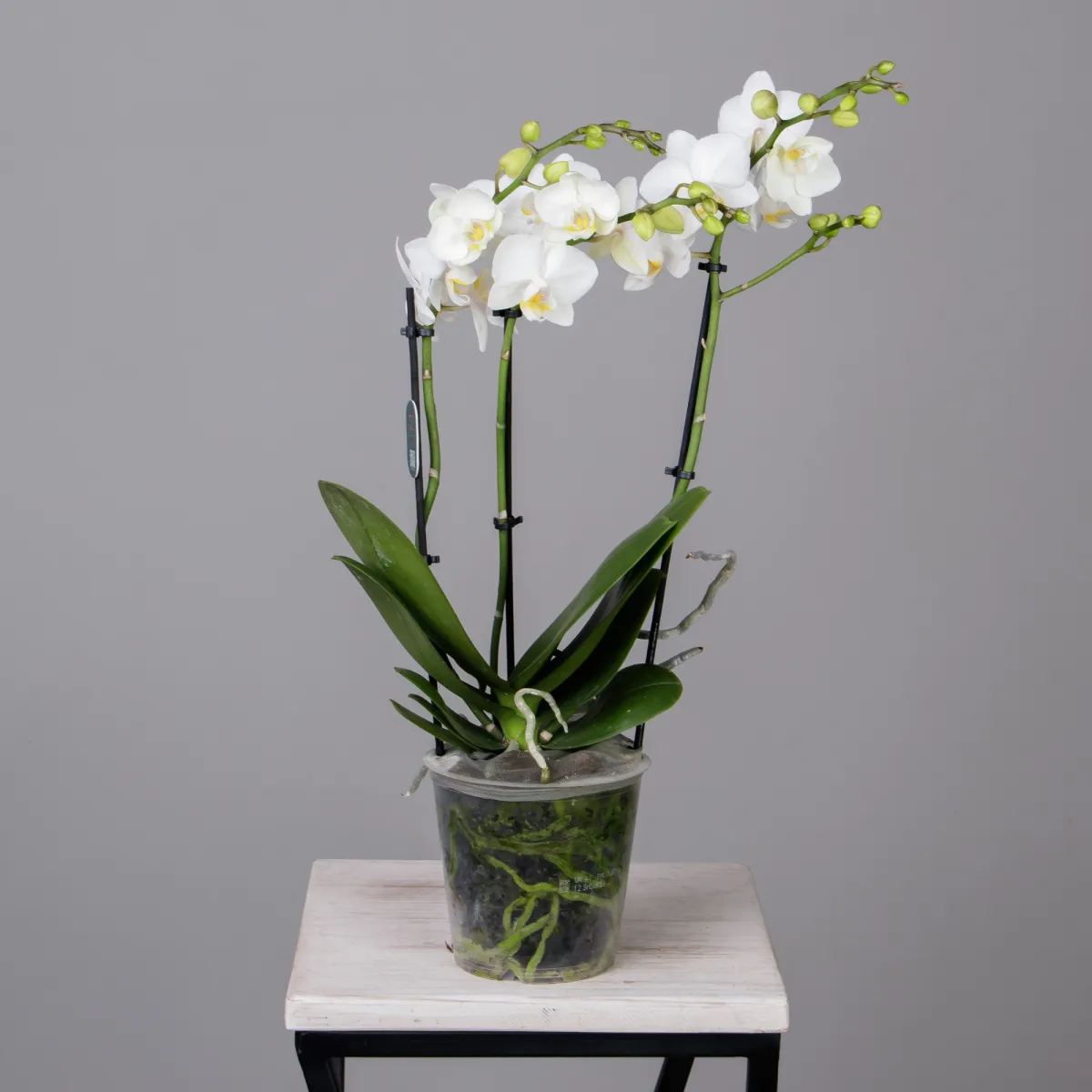 Фаленопсис Белый 3 ст_4