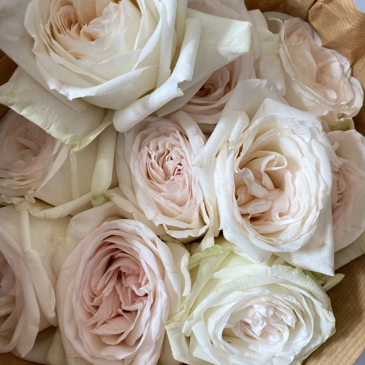 Роза_пионовидная "Вайт О