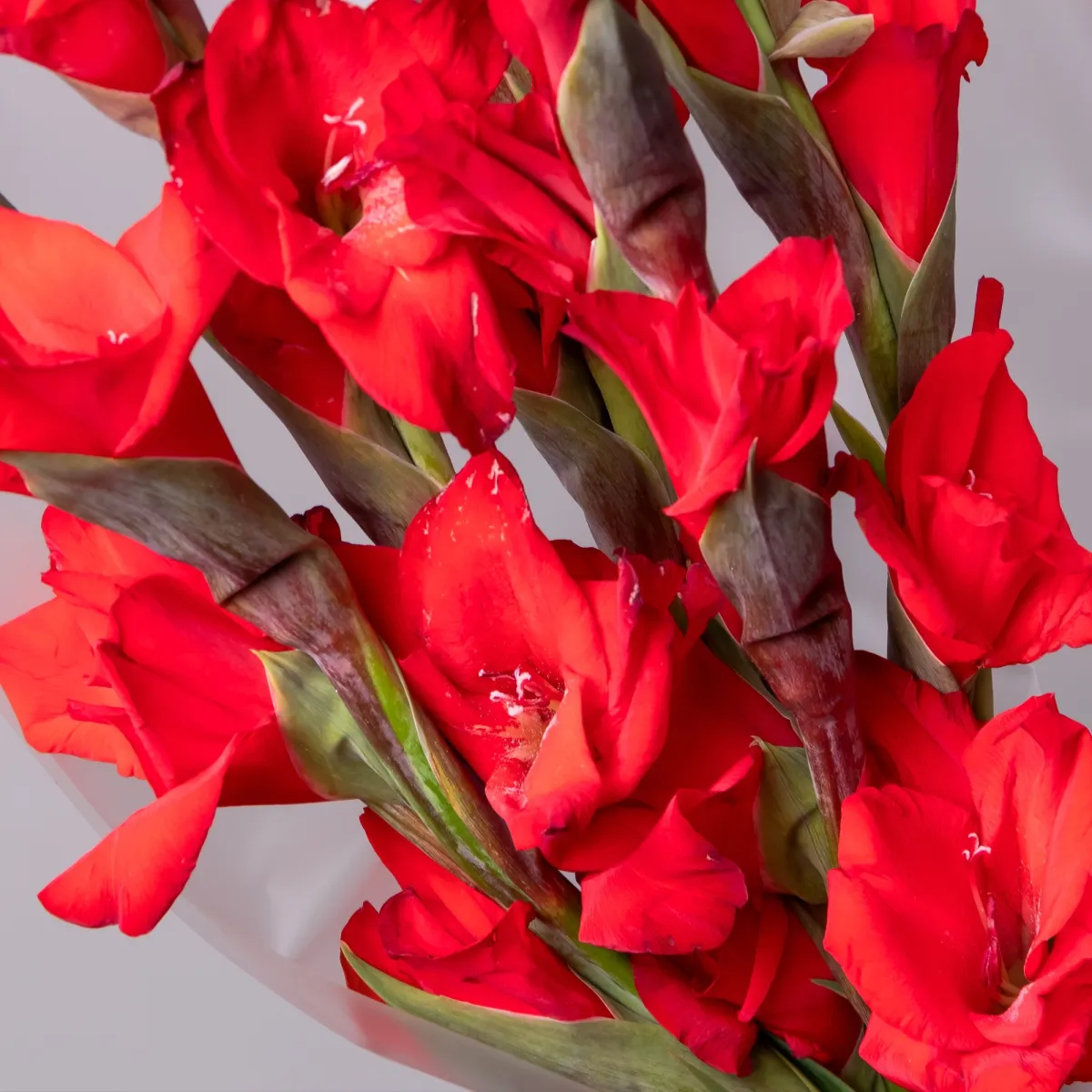 Букет Гладиолус "Ред Баланс"_5