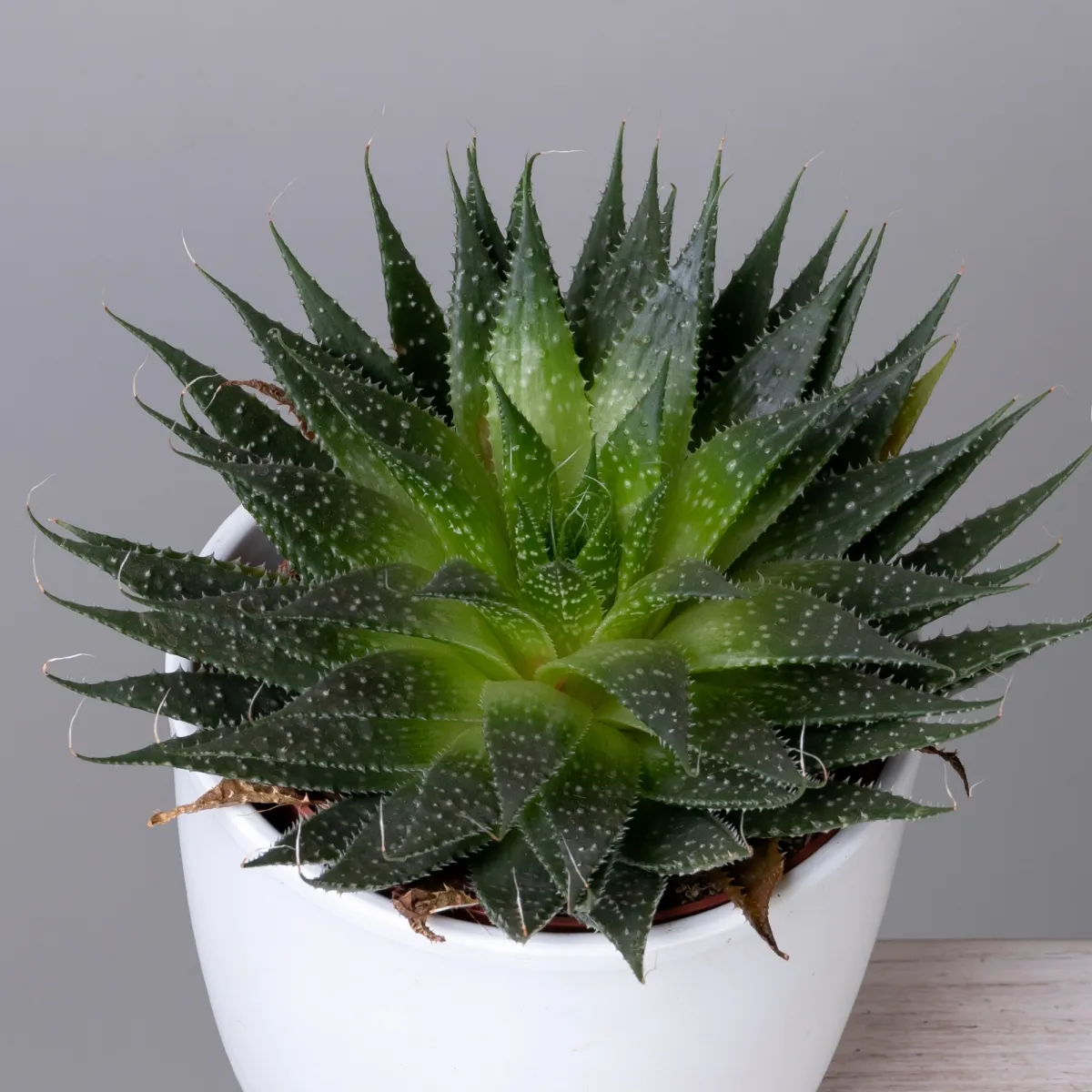 Алоэ Аристата_3