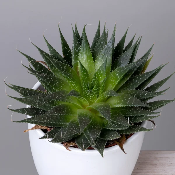 Алоэ Аристата_3