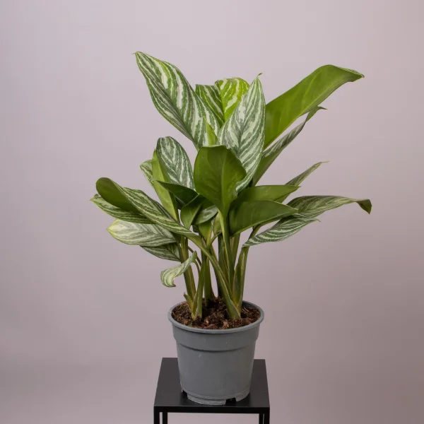 Аглаонема Сильвер Бэй 4