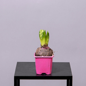 Гиацинт Микс