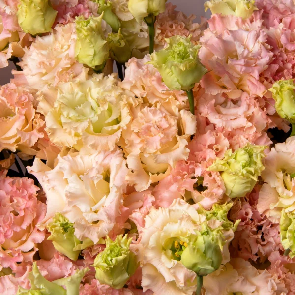 Букет Лизиантус "Алиса Шампань"_4