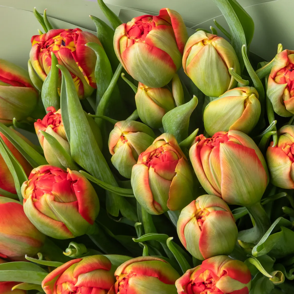 Букет Тюльпан "Ду Эдендейл"_3