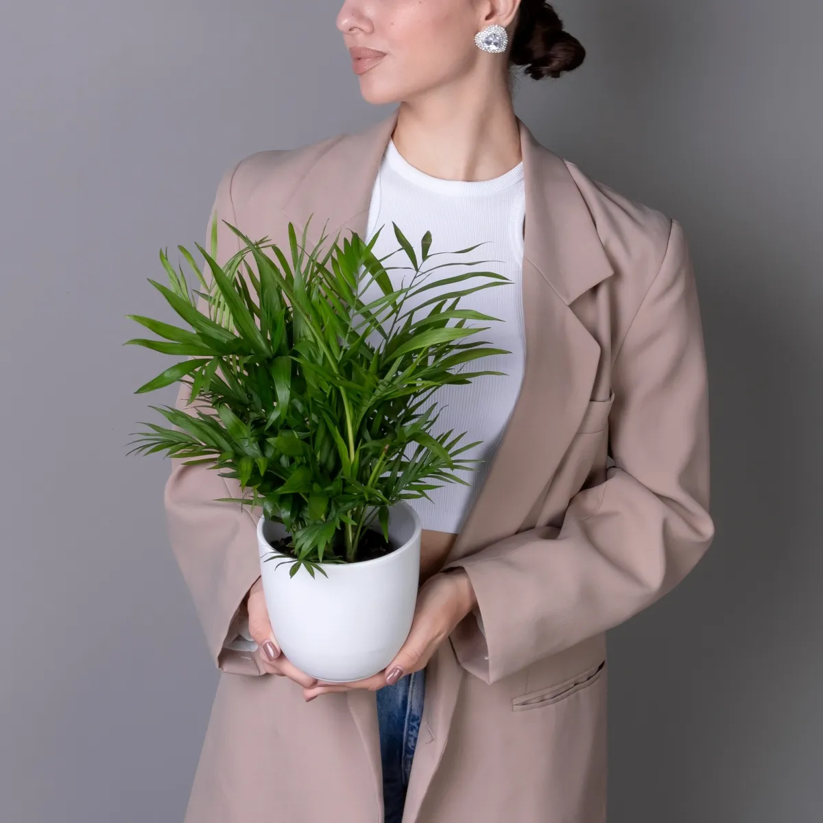 Хамедорея К_2