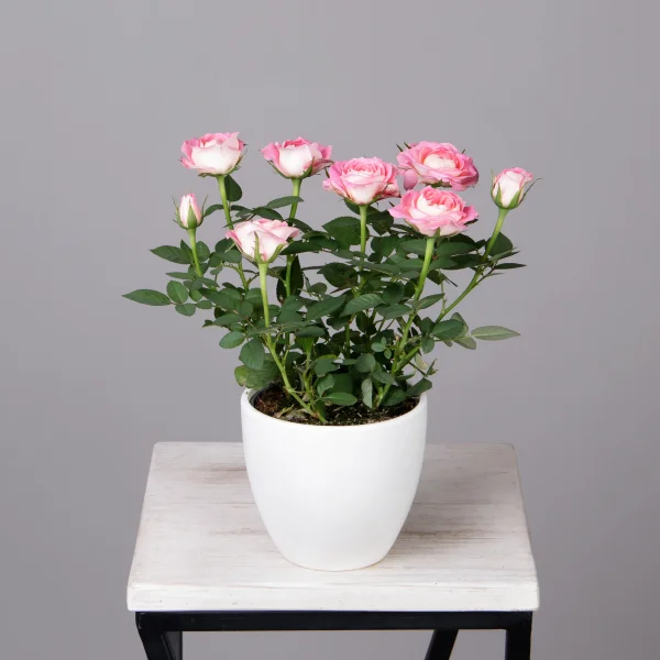 Роза Кордана Фейм_1