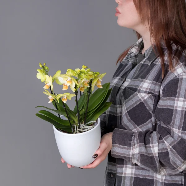 Фаленопсис Дэззлинг Альбенга Желтый 3-4 ст_2