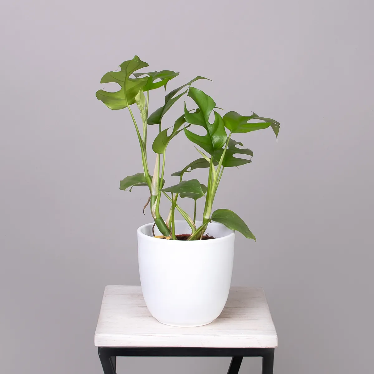 Монстера Минима_1