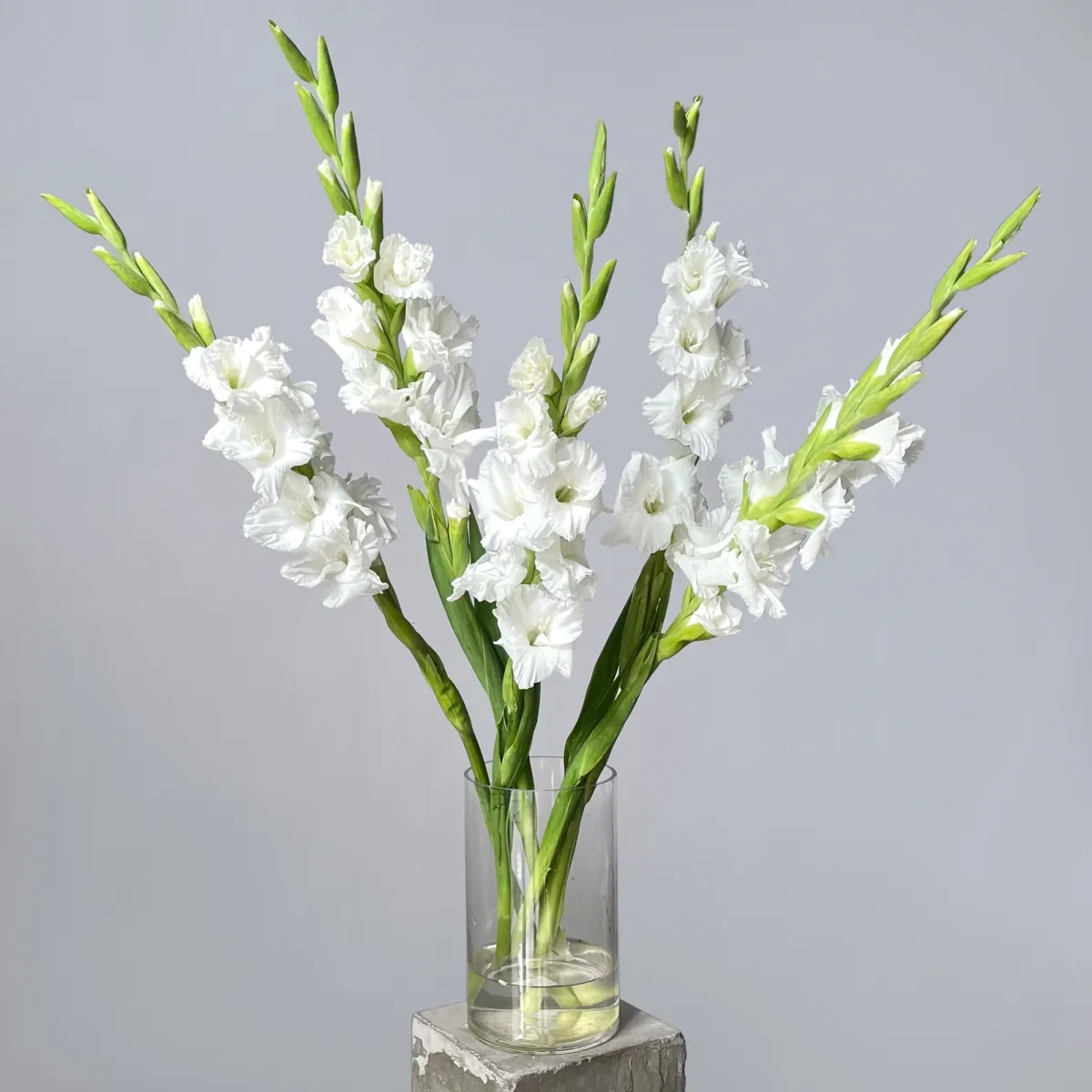 Букет Гладиолус "Эссеншл"_3