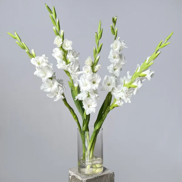 Букет Гладиолус "Эссеншл"_3