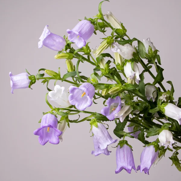 Букет Кампанула "Чемпион Лавандовый"_3