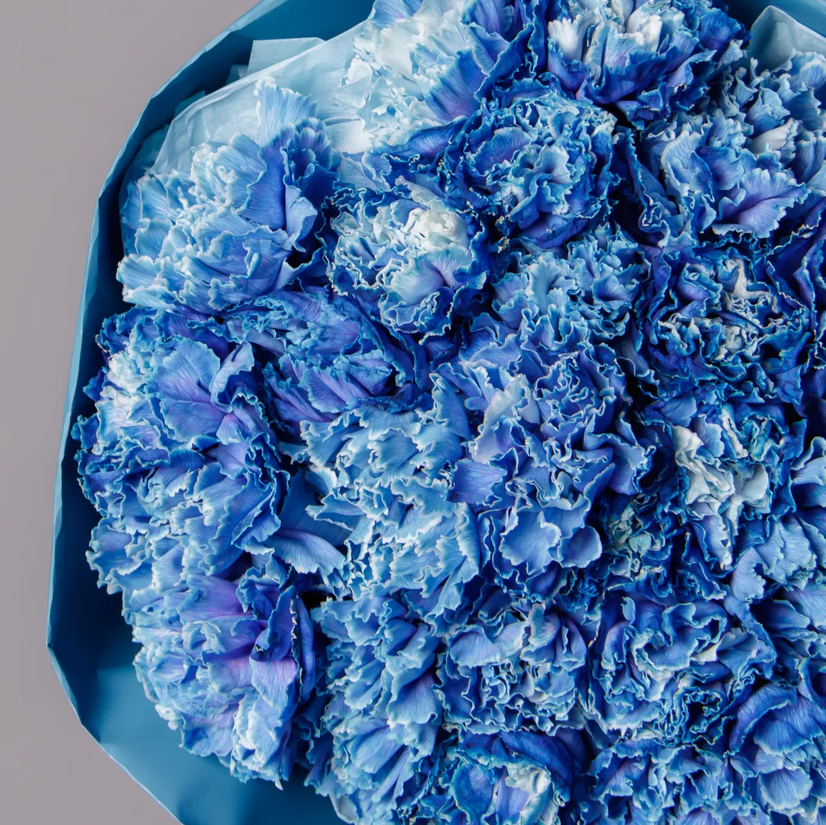 Букет Гвоздика "Тинтед Блу"_3