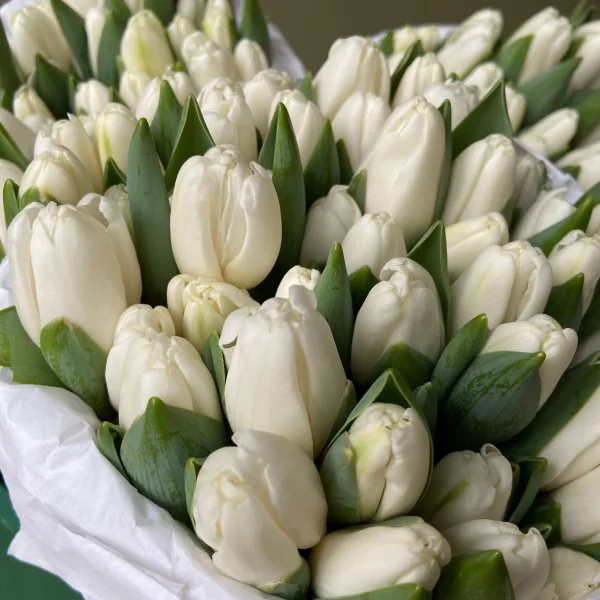 Тюльпан "Эн Антарктик"