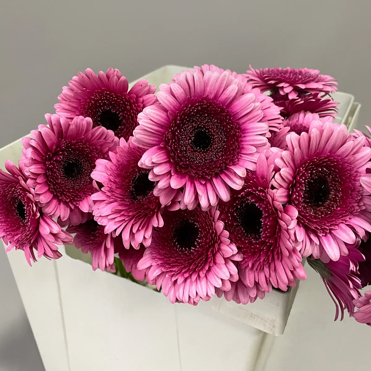 Гермини "Изабель"_3