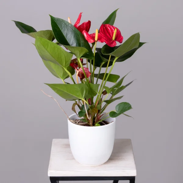 Антуриум андрианум Ред Эксплосион К_1