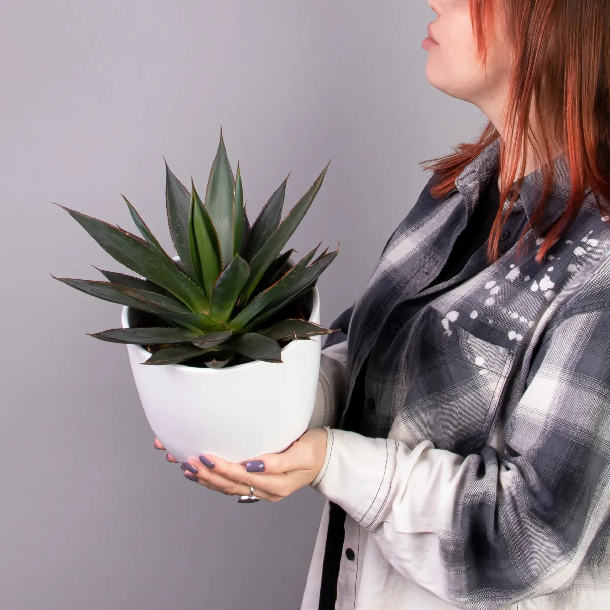 Агава Шака Зулу_2