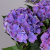 Гидрангия Кустовая Фиолетовая_3