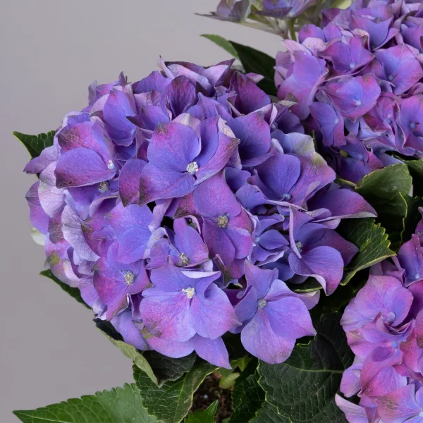 Гидрангия Кустовая Фиолетовая_3