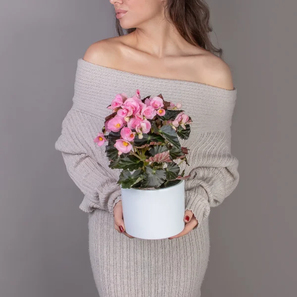 Бегония Премиум Бориас Розовый_2