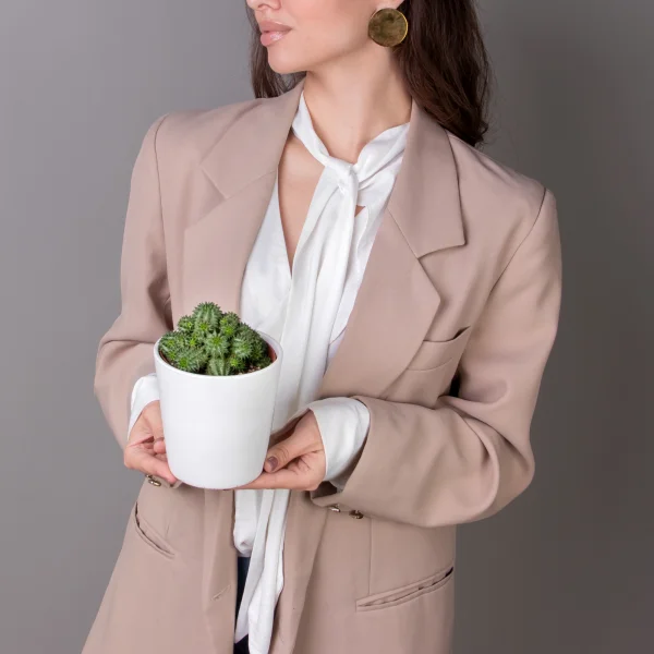 Эуфорбия Сюзанна_2