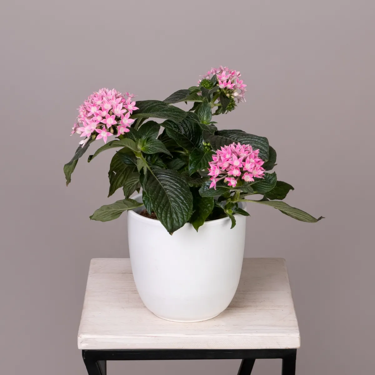 Пентас Розовый_1