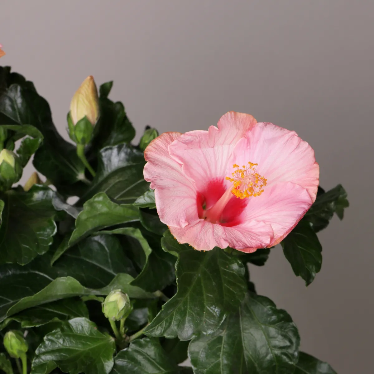 Гибискус Гейша (светло-розовый)_3