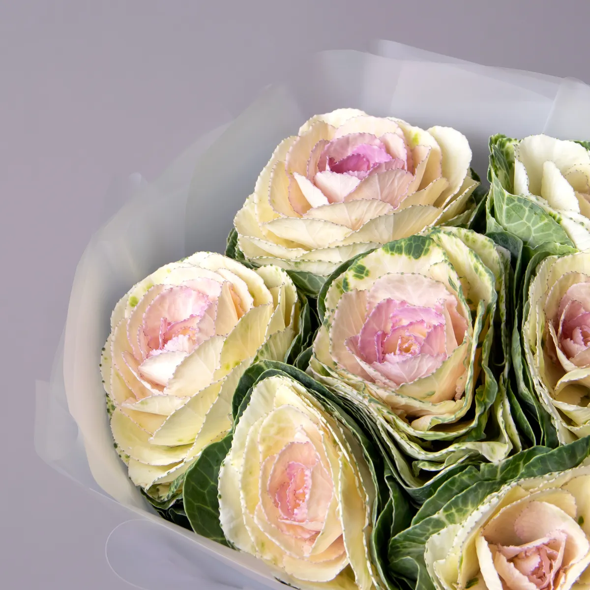 Букет Брассика "Крейн Биколор"_3